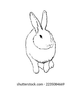 White rabbit ink sketch. Hand drawn vintage vector illustration.