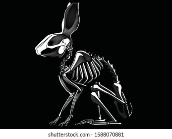 white rabbit skeleton with big ears