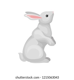 White rabbit, wild forest rodent animal vector Illustration on a white background