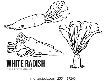 White radish black ink hand drawn sketch on white background