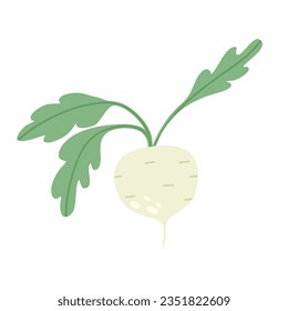 White radish. Flat style. Vector illustration 