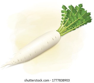 White Radish Images Stock Photos Vectors Shutterstock