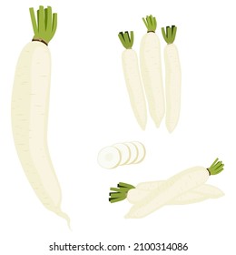 White radish, Set of white radish isolated on white background, White radish vector illustration.