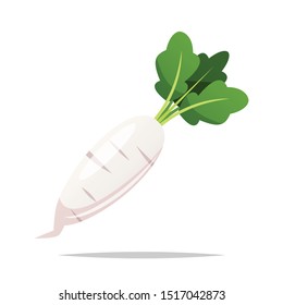 White radish vector isolated illustration