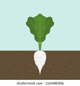white radish, vegetable with root in soil texture, flat design