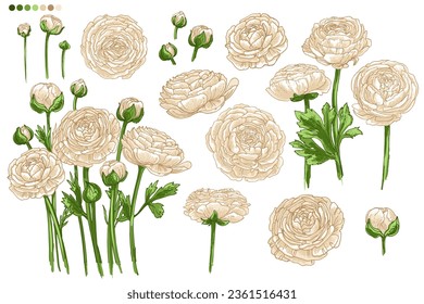 White Ranunculus. Vector drawing of pink buttercups on a white background. Floral elements for decoration.