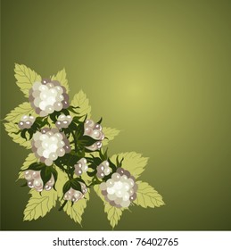 White raspberry a berry in bouquets