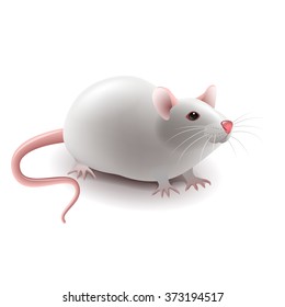 White rat isolated on white photo-realistic vector illustration