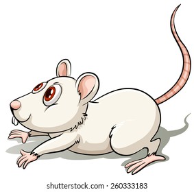 White rat in a jumping position on a white background