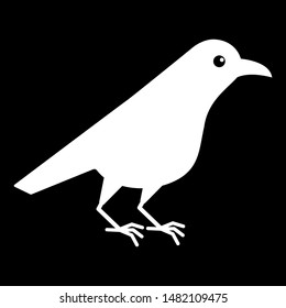White raven. Crow bird isolated on a black background.