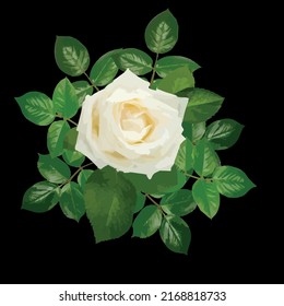 White realistic rose isolated on black background, vector graphic, floral pattern 