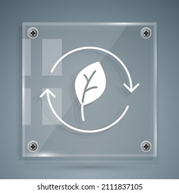 Símbolo de reciclaje blanco con icono de hoja aislado en fondo gris. Icono de flecha circular. El medio ambiente reciclable se vuelve verde. Paneles de vidrio cuadrado. Vector