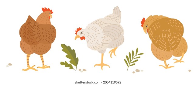 White, red and brown hens graze on the farm. Set of domestic hens. Hand drawn flat vector illustration.