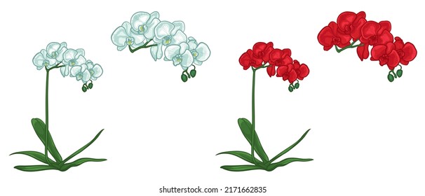 Flor de orquídea blanca y roja aislada sobre fondo blanco. Ilustración vectorial de las flores.