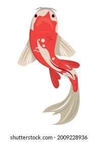 Japanische Fischkarpfe aus weißem und rotem Koi
