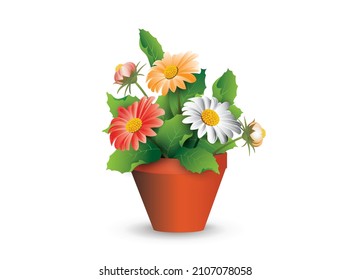 White, red and orange gerbera flowers in a plastic shipping pot for room decor, isolated on white background. Vector illustration for interior design, flower shop advertising, other. 