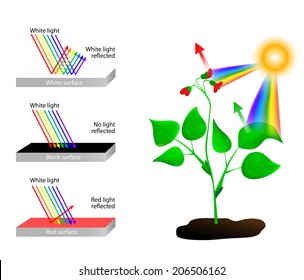 white reflects all colors of light. An object that looks red reflects only red light and absorbs all the other colors. Something that appears black absorbs every color and reflects none