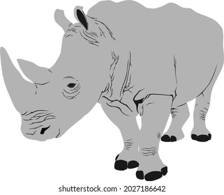 White rhino has two  different species, the southern white rhinoceros, Ceratotherium simum and the northen white rhinoceros, Ceratotherium cottoni. 