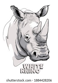 White Rhino  Sketch. Vector Illustration In Hand Drawn Style