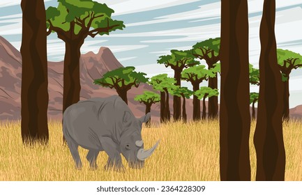 White rhinoceros walks on dry grass in a grove of baobabs. Wildlife Africa. Realistic vector landscape