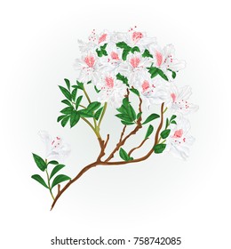 White rhododendron branch mountain shrub vintage vector illustration editable hand draw