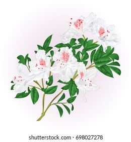 White rhododendron twig with flowers and leaves vintage  vector illustration editable hand draw