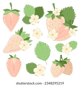 
White ripe strawberry. Big set of vector illustrations of strawberries with flowers and leaves.