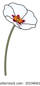 A white rock rose with large petals and dark markings.
