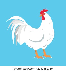 White Rooster bird isolated on blue background. Rooster poultry icon for chicken farm design. Vector flat or cartoon illustration.