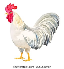 mano de gallo blanco dibujado con una ilustración de estilo de pintura de acuarela