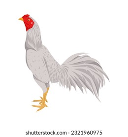 white rooster vector illustration, poultry farming isolated on a white background, chicken