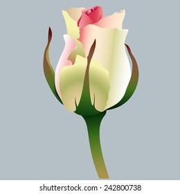 white rose