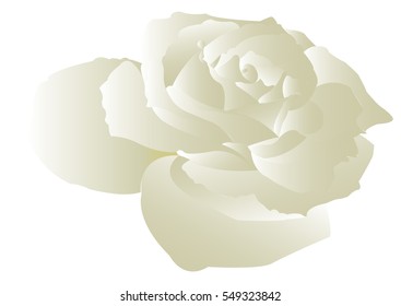 White Rose