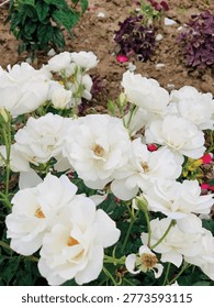 White Rose.
Beautiful white rose in the spring season blooming in garden.