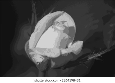 El brote blanco de rosa está floreciendo