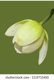 
white rose bud vector, white rose bloom on green background. spring green background