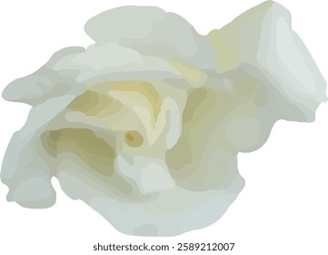 white rose flower blooming vector55