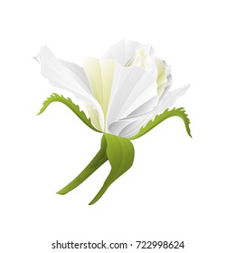 White rose flower bud  nature background vintage  vector  illustration editable hand drawn