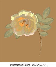 White rose flower with leaves in backlight