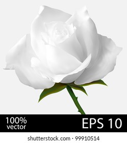 White rose flower. Photo-realistic mesh vector illustration