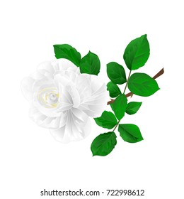 White rose flower stem  nature background vintage  vector  illustration editable hand draw
