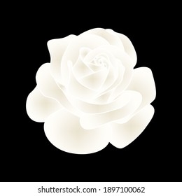 white rose flower vector illustration