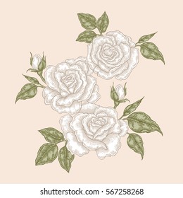White rose flowers and leaves in vintage style. Hand drawn botanical vector illustration. Floral design elements
