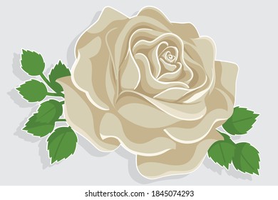 White rose. Green leave elements. Single rose close up. Complement of floral decoration. Roses vector isolated on white background.