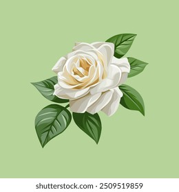 White Rose illustration, white Rose vector, wallpaper White Rose. 