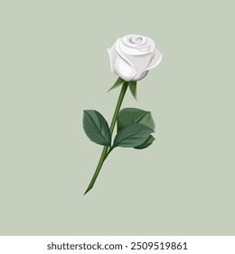 White Rose illustration, white Rose vector, wallpaper White Rose. 