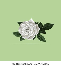 White Rose illustration, white Rose vector, wallpaper White Rose. 