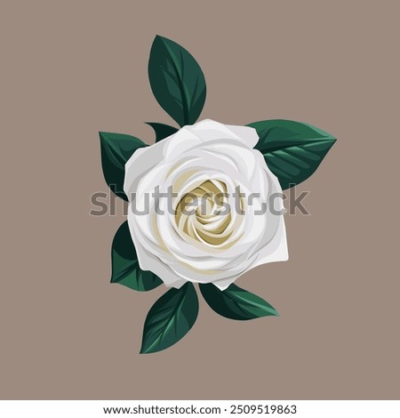 White Rose illustration, white Rose vector, wallpaper White Rose. 