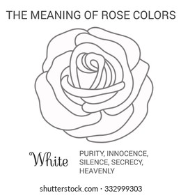 White rose infographics, vector illustration isolated on white background