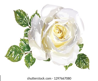 white rose isolated on white background, illustration